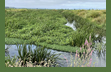 Water channels for the paddy fields