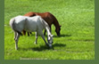 Our horses, Quivala and Tita, enjoying their field